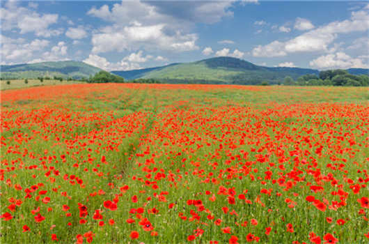 移民,子女教育問題安排 移民,子女教育問題安排